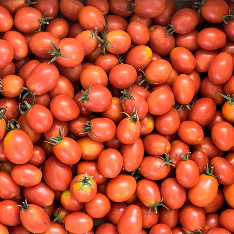 Semillas Tomate Principe Borghese Ecológicas Biodinámicas Demeter