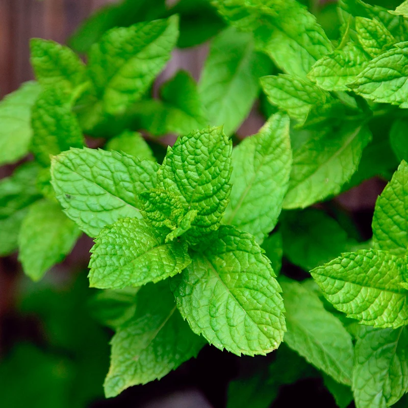 Maceta Menta Piperita 10,5 Cm - Plantabo