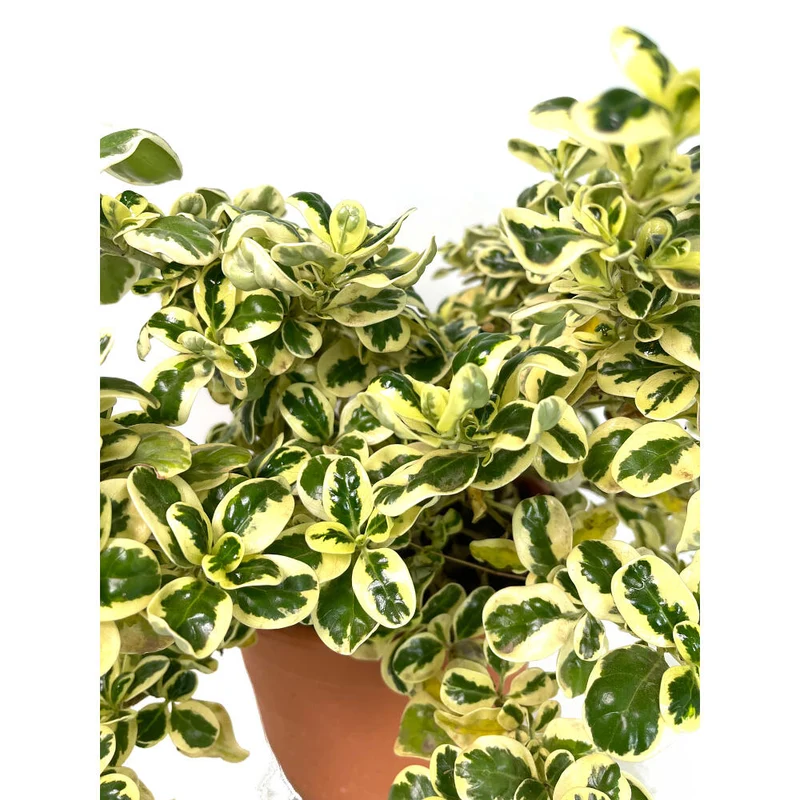 Coprosma Repens Variegata M22 30cm