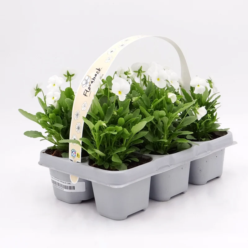 Pack Plantones Violeta Blanca 6 Ud. Natural - Fitoralia