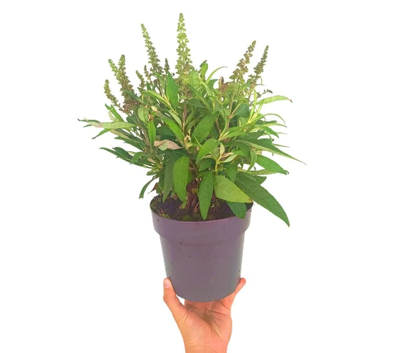 Buddleja Davidii M17