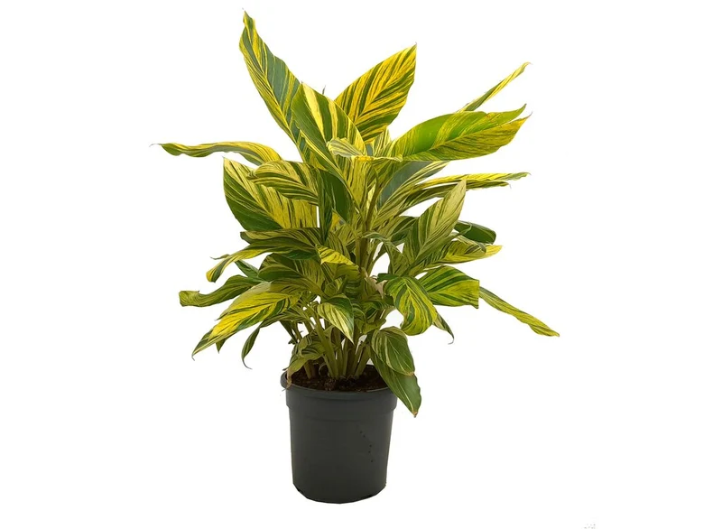 Alpinia Zerumbet Variegata M30 90cm (jengibre Variegado)