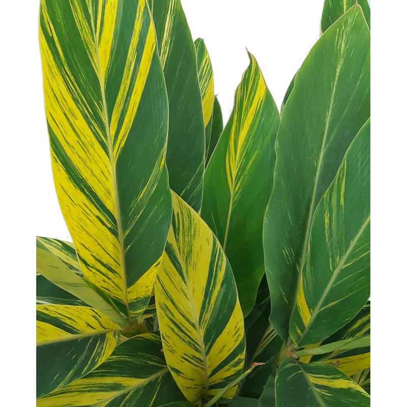 Alpinia Zerumbet Variegata M30 90cm (jengibre Variegado)