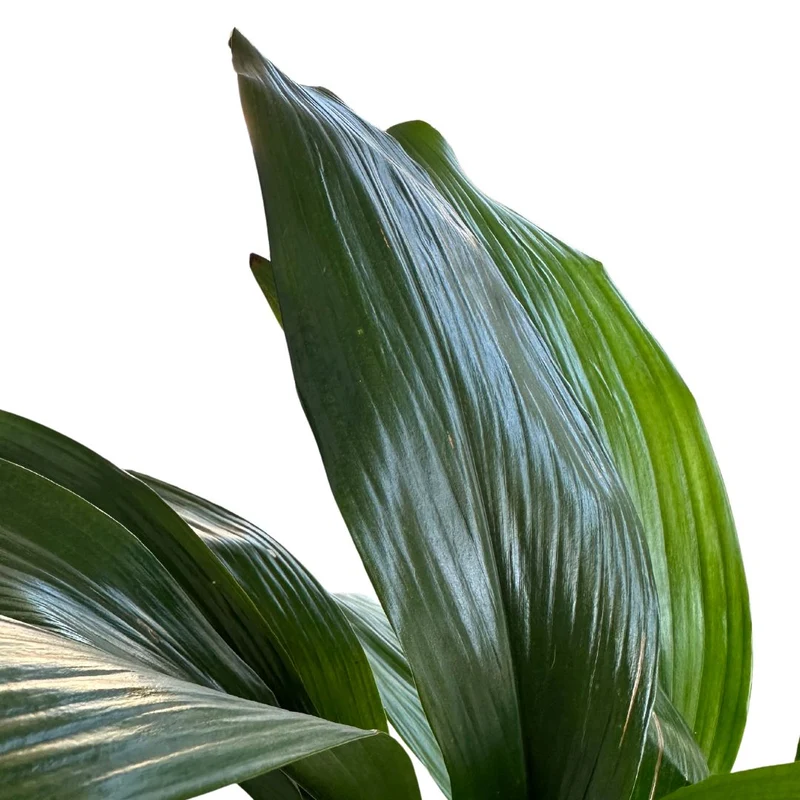 Aspidistra Elatior O Planta Oreja De Burro