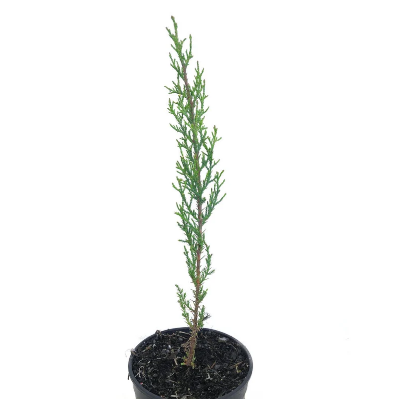 Cupresus Sempervirens 30-40cm M14 (cipres Comun)