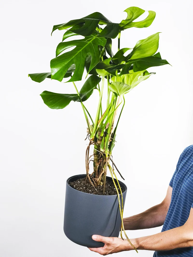 Monstera Deliciosa | Altura 70cm - Maceta 17cm