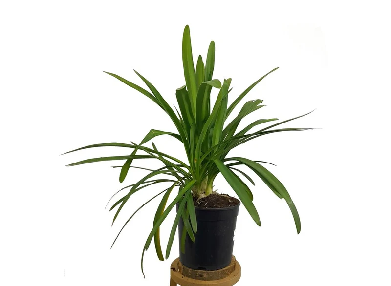 Agapanthus Africano M19 (lirio Africano)