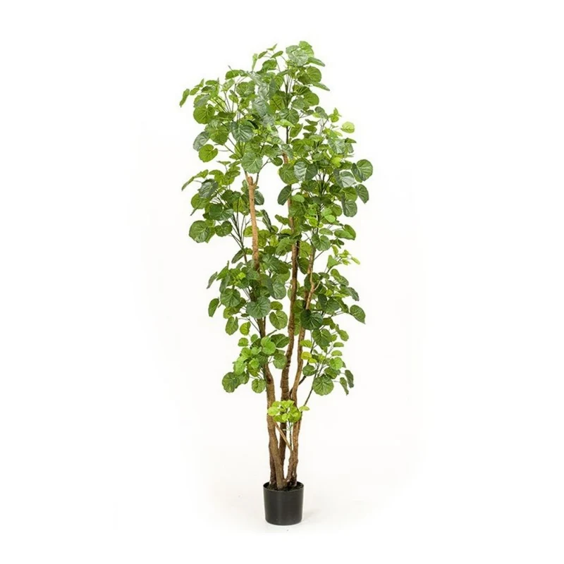 Árbol ARALIA, altura 165 cm y 279 hojas, con macetero básico.