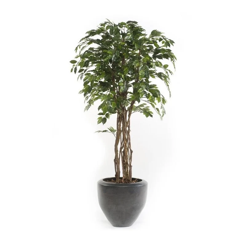 Árbol ficus acabado ECO. Tronco natural. Altura 175 cm y 1008 hojas