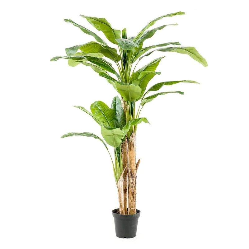 Árbol Platanero MULTITRONCO con 27 hojas Altura 215 cm