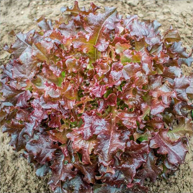 Semillas Lechuga Red Salad Bowl Ecológicas Biodinámicas Demeter