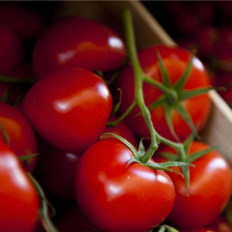 Semillas De Tomate Moneymaker Ecológico
