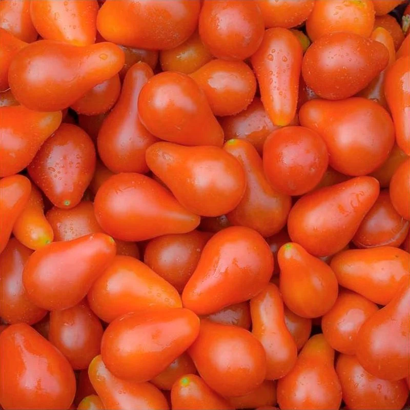 Semillas Tomate Red Pear Ecológicas