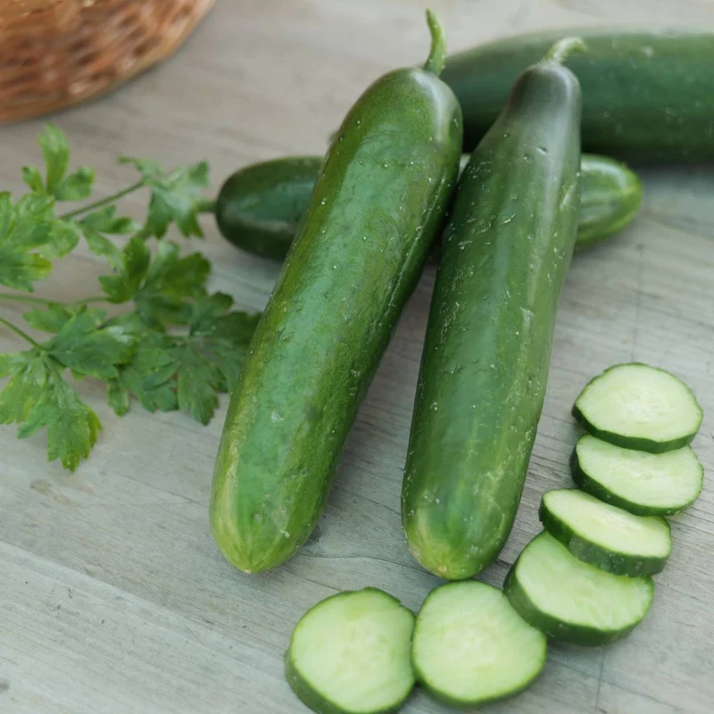 Semillas De Pepino La Diva Ecológicas