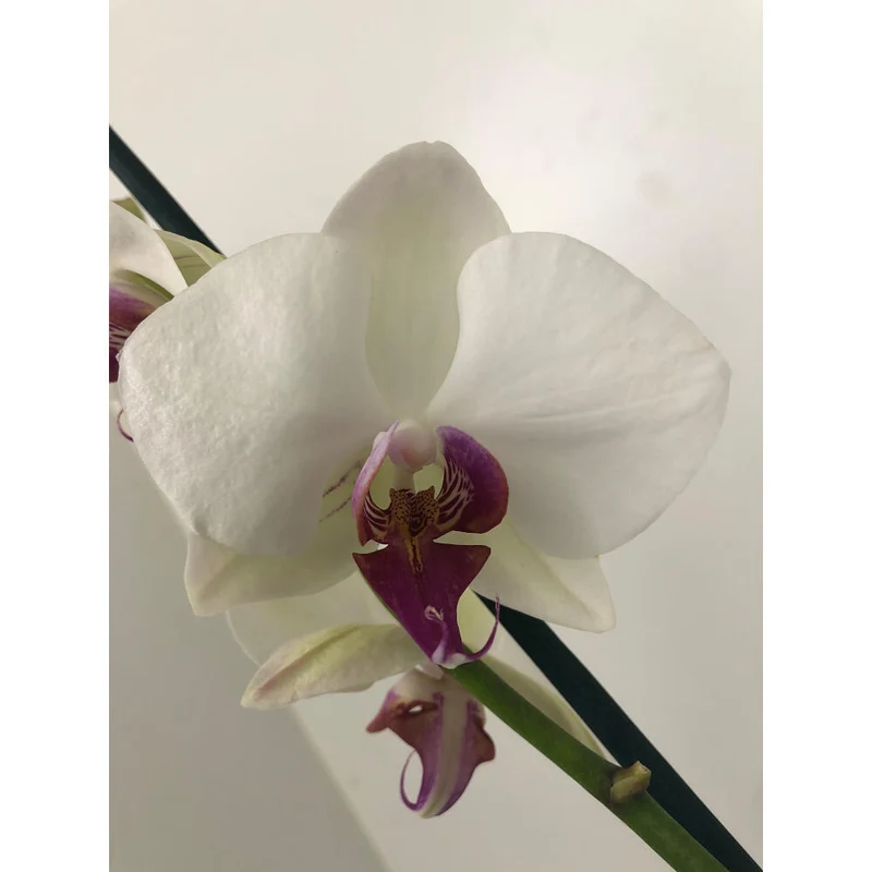 Orquidea Phalaenopsis Red Eye 2/3 Tallos M12 70cm