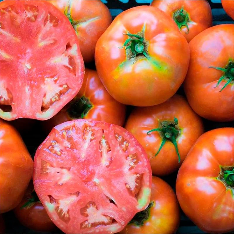 Semillas Tomate Ace 55 Ecológicas