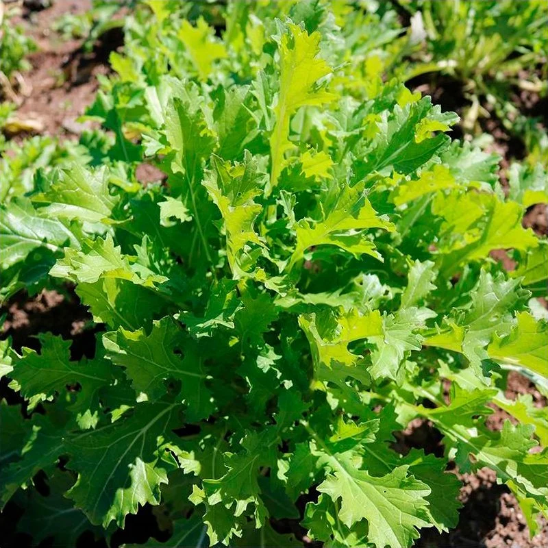 Semillas Verdura Asiática Namenia Ecológicas