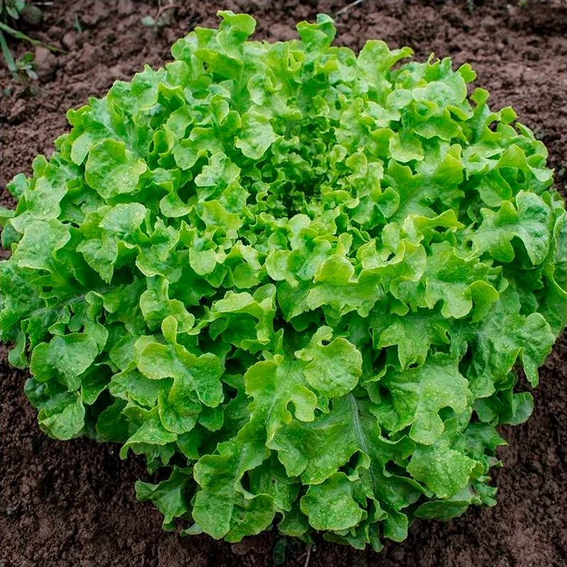 Semillas Lechuga Salad Bowl Ecológicas