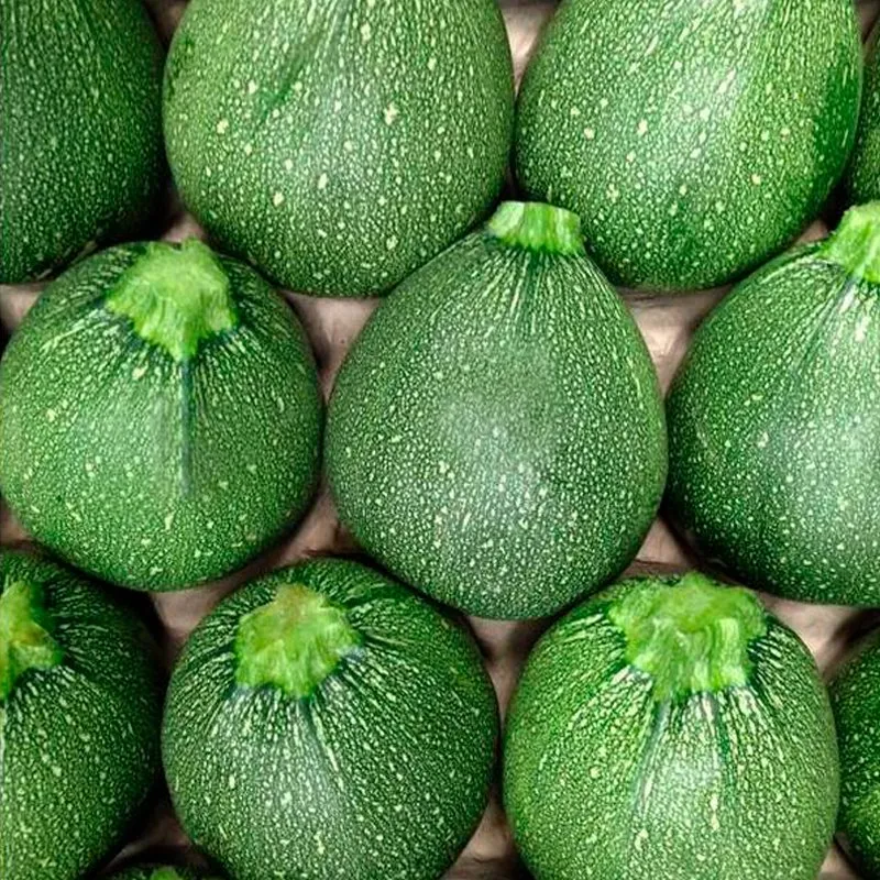 Semillas Calabacín Di Nizza Ecológicas