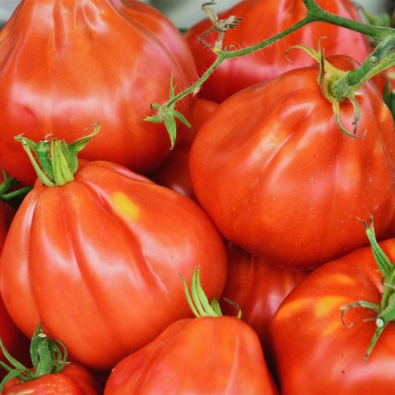 Semillas De Tomate Liguria Ecológico