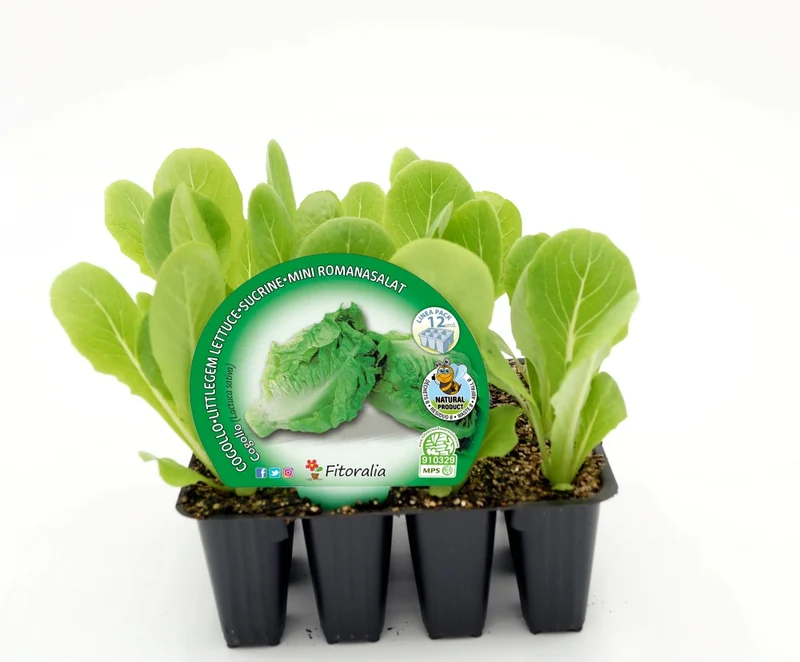 Pack Plantones Lechuga Cogollo 12 Ud. Natural - Fitoralia