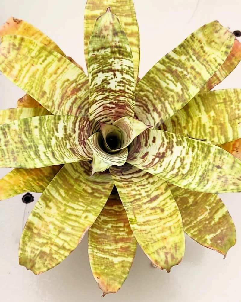 Goudea ospinae gruberi; bromelia multicolor, floración llamativa; Curiosarium; altura 15 cm