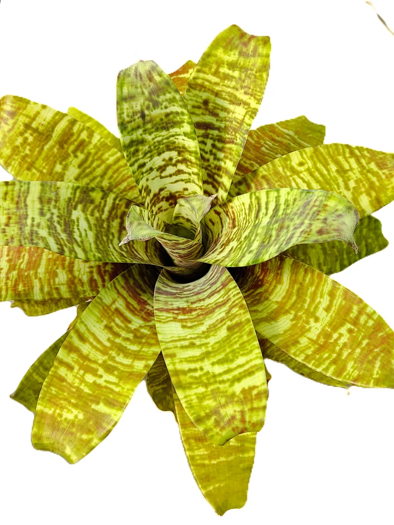 Goudea ospinae gruberi; bromelia multicolor, floración llamativa; Curiosarium; altura 15 cm