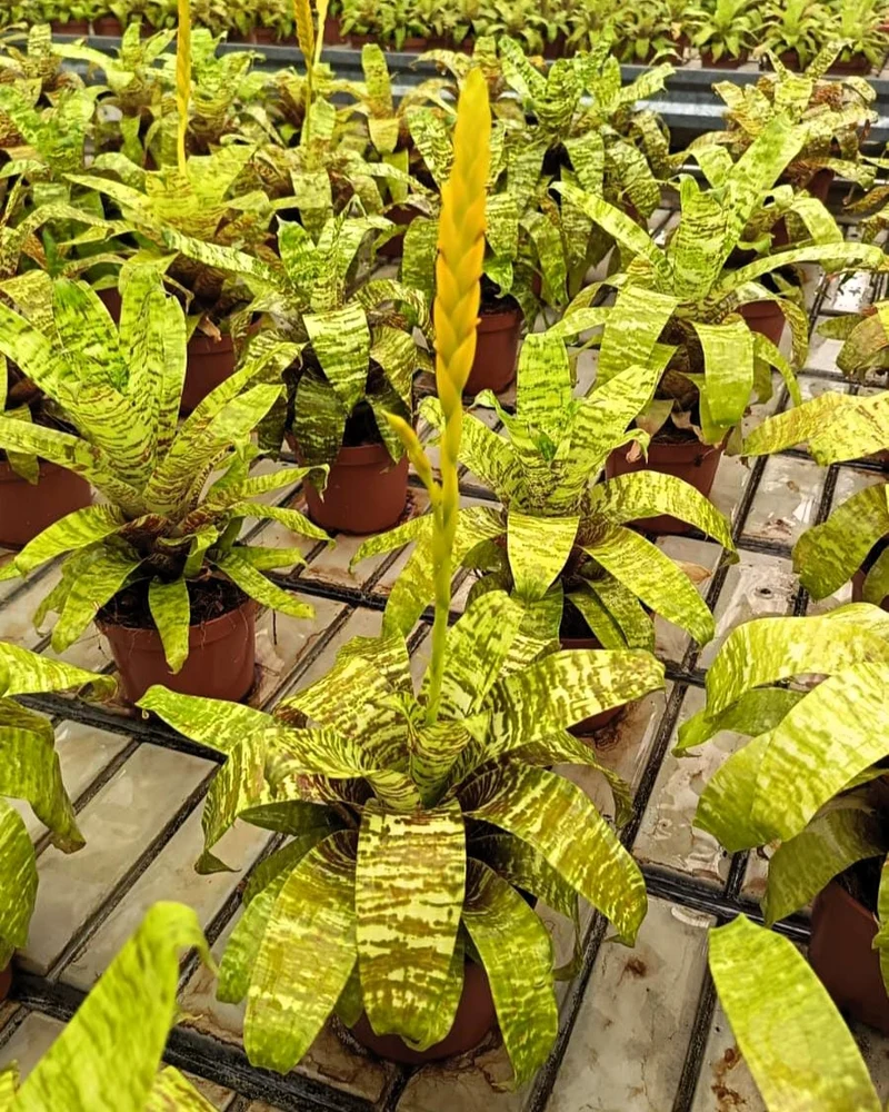 Goudea ospinae gruberi; bromelia multicolor, floración llamativa; Curiosarium; altura 15 cm