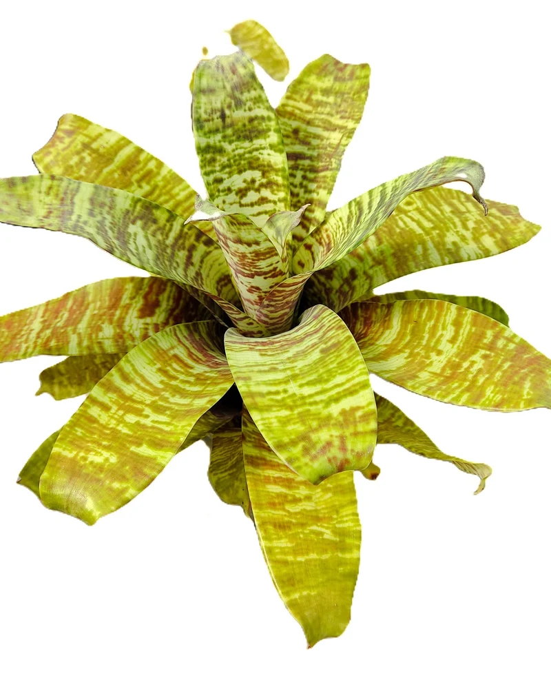 Goudea ospinae gruberi; bromelia multicolor, floración llamativa; Curiosarium; altura 15 cm