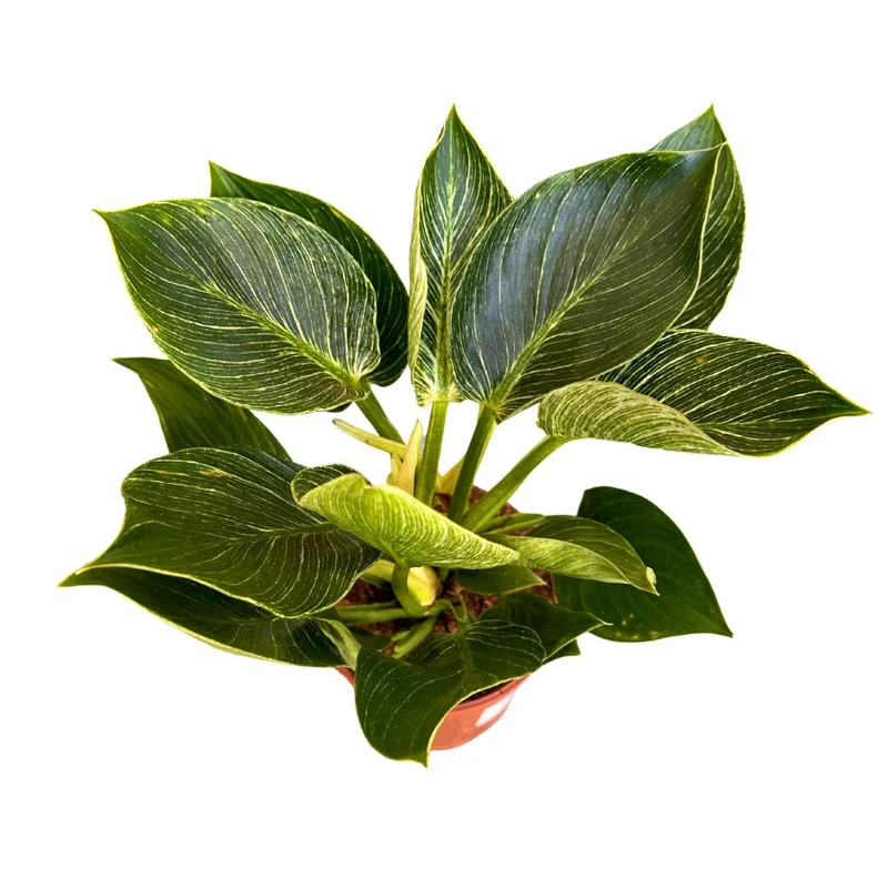 Philodendron Birkin, La Planta De Interior Preferida Por Los Diseñadores De Interiores