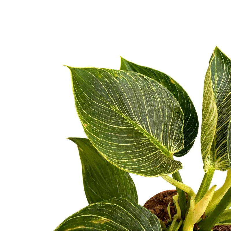 Philodendron Birkin, La Planta De Interior Preferida Por Los Diseñadores De Interiores