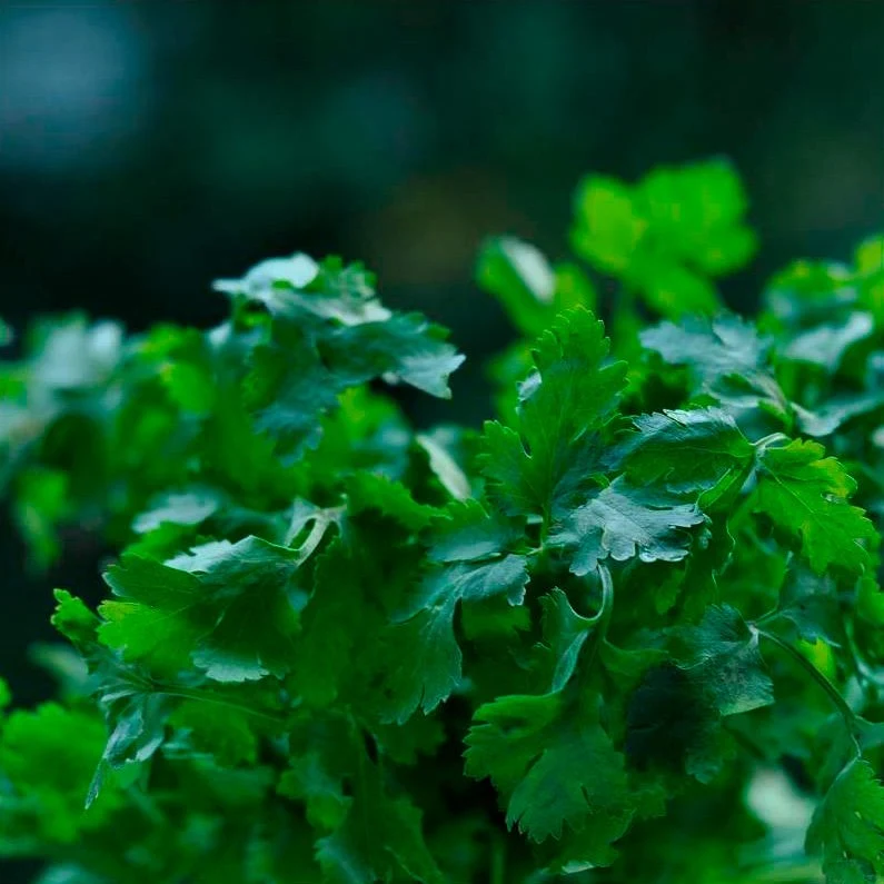 Semillas Cilantro Ecológicas