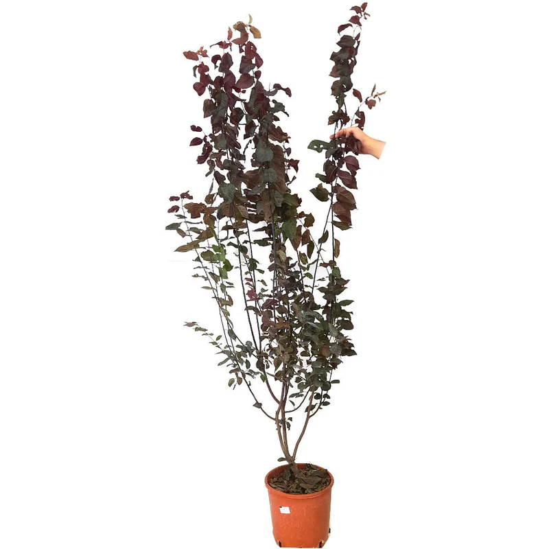 Prunus Cerasifera Nigra M25 170cm