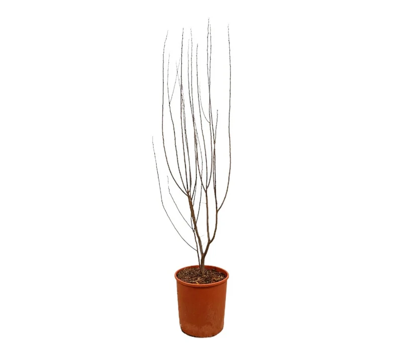 Prunus Cerasifera Nigra M25 170cm