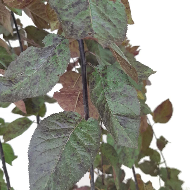 Prunus Cerasifera Nigra M25 170cm