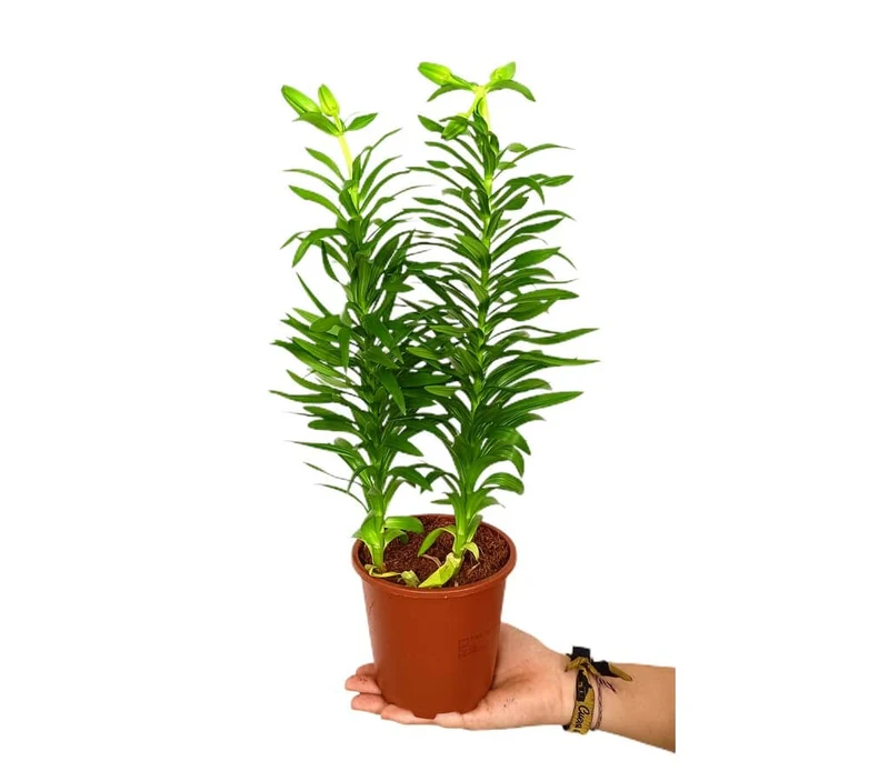 Lilium M13