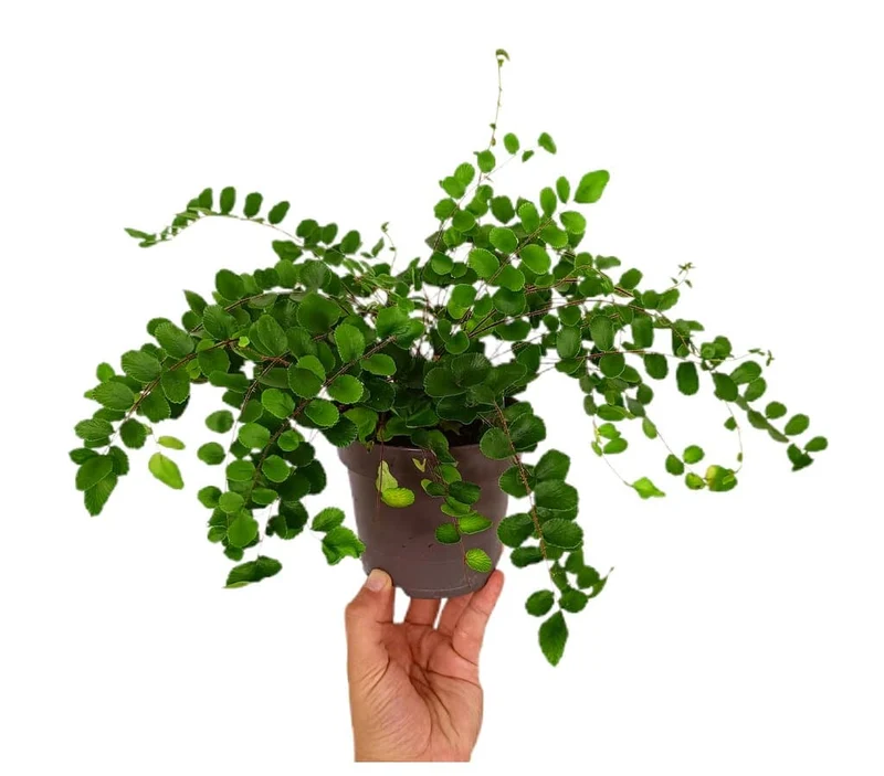 Pellaea Rotundifolia M12