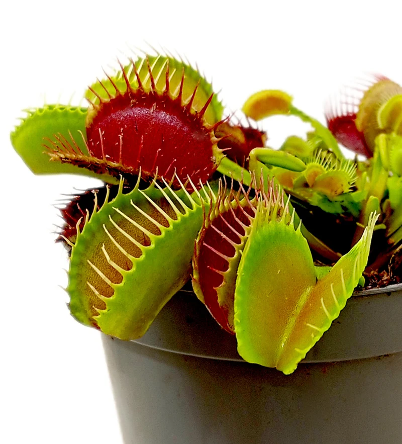 Dionaea Muscipula M8
