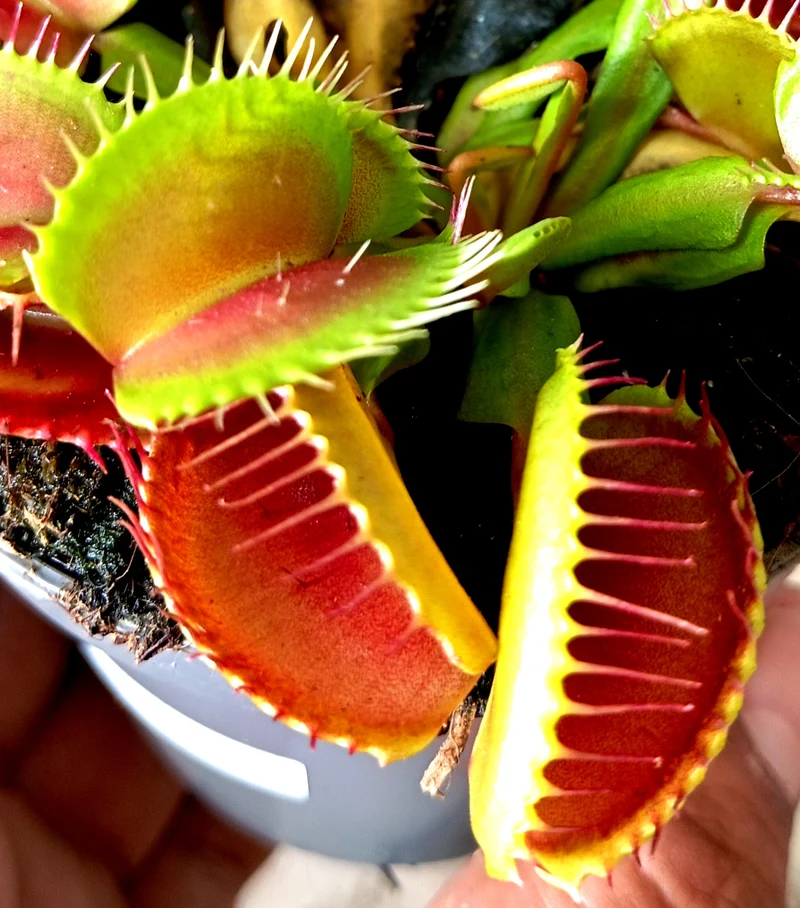 Dionaea Muscipula M8