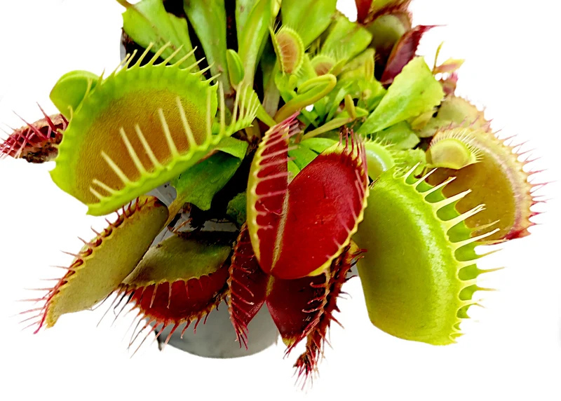 Dionaea Muscipula M8