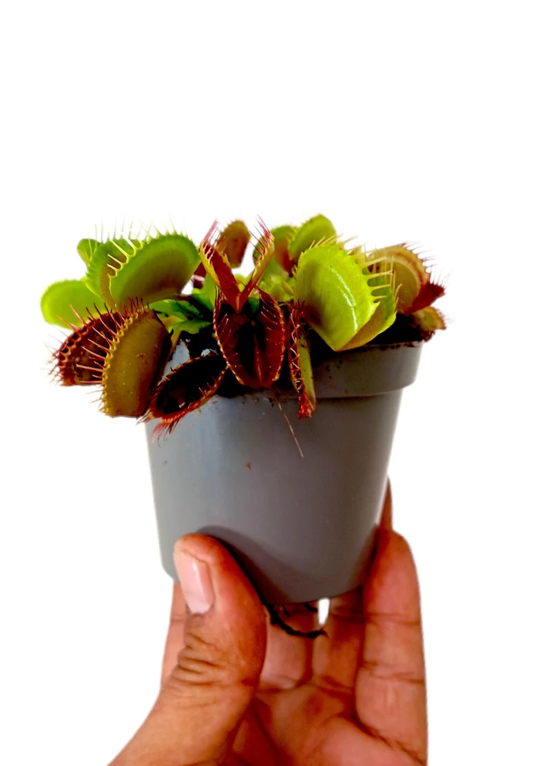Dionaea Muscipula M8