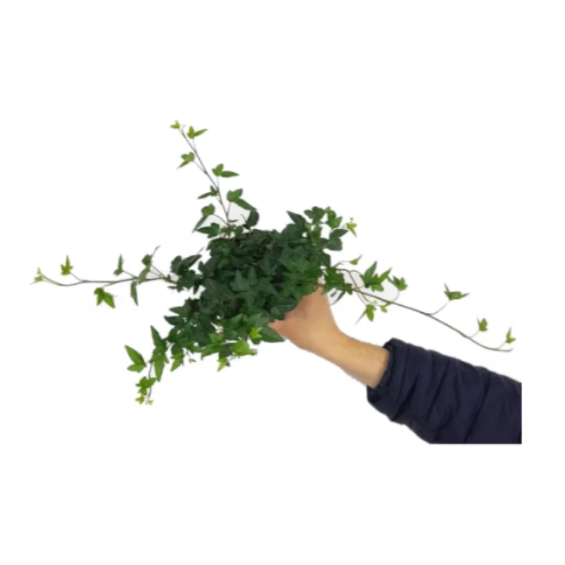 Hedera Helix M13 40cm