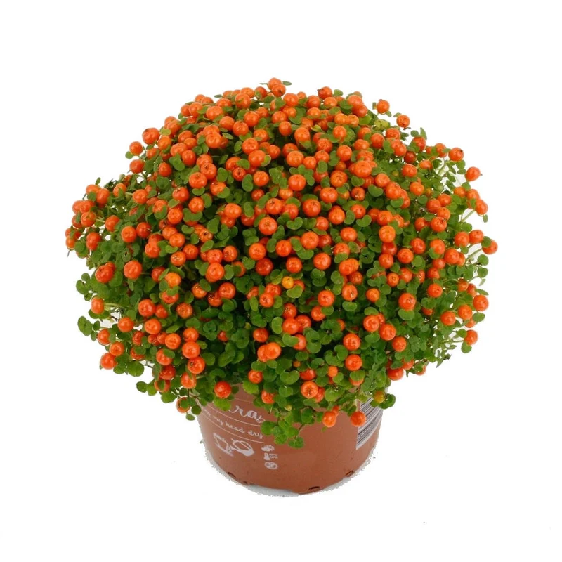 Nertera Grana Astrid M8 10cm