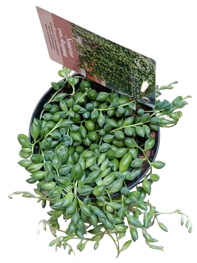 Senecio Rosario Planta Colgante De Interior Ø12