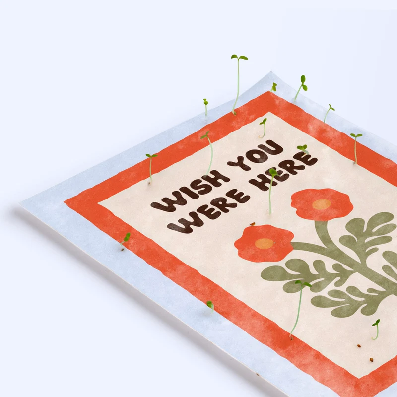 Postal Plantable Wish You Were Here Con Semillas De Manzanilla – Papel Reciclado - Resetea