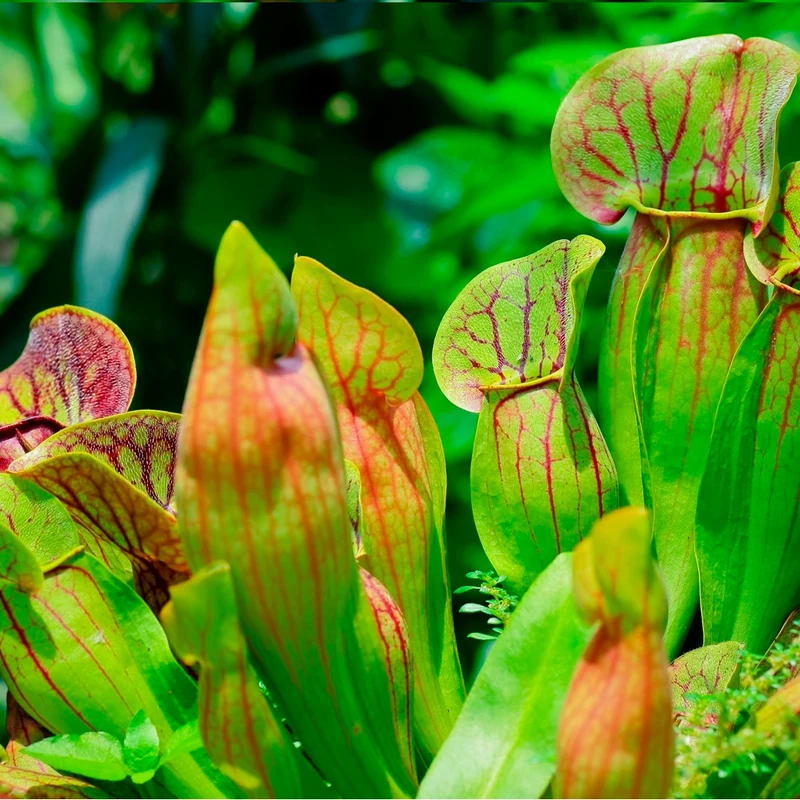 Plantas Carnívoras 6 Sarracenia - Atrapa Insectos