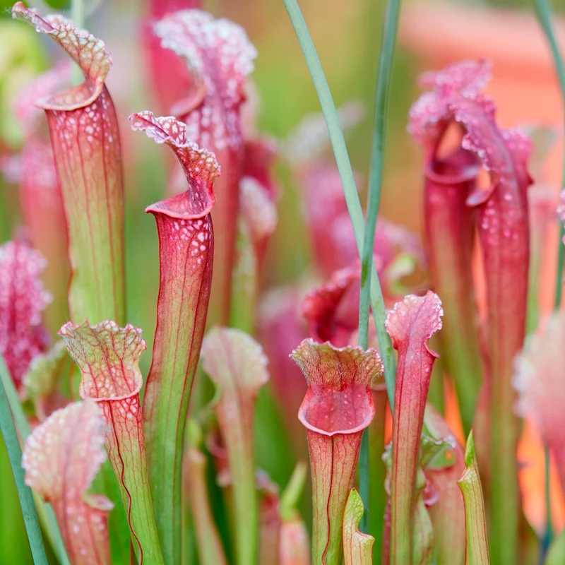 Plantas Carnívoras 6 Sarracenia - Atrapa Insectos
