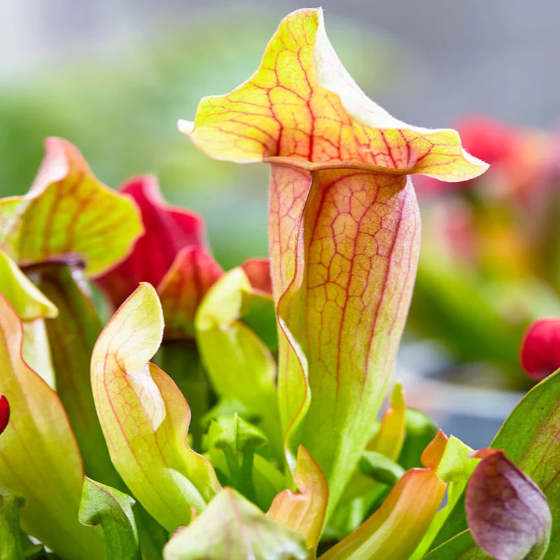 Plantas Carnívoras 6 Sarracenia - Atrapa Insectos