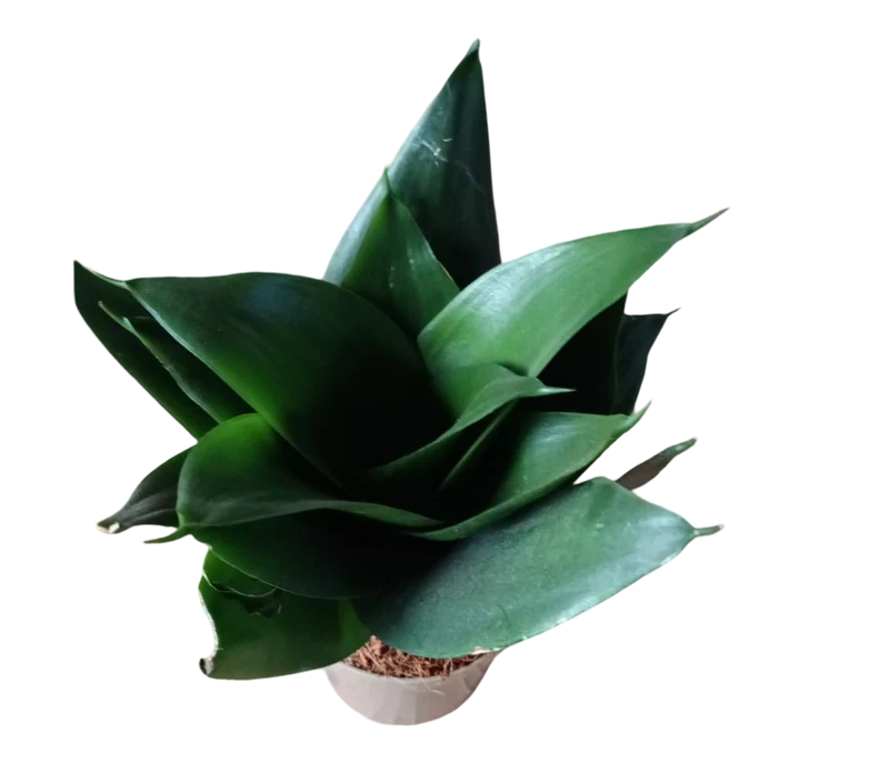Sansevieria Hahnii Black Dragon Ø6 Planta purificante de interior