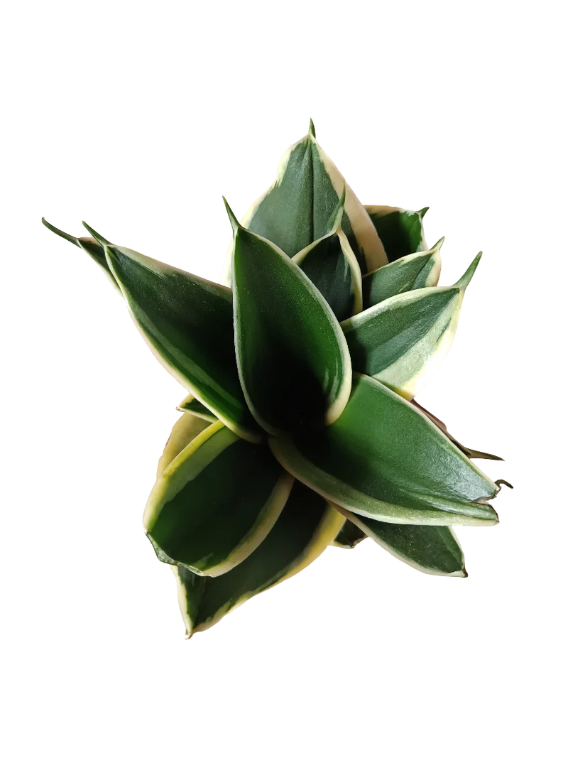 Sansevieria Hahnii Pagoda Planta De Interior
